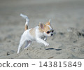 chihuahua and beach 143815849