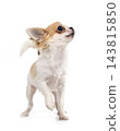 chihuahua in studio 143815850