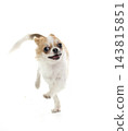 chihuahua in studio 143815851