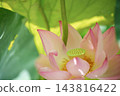Pale pink lotus flowers bloom in Shinobazu Pond in August, their receptacles visible against a backdrop of green lotus leaves. 143816422