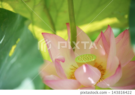 八月，淡粉紅色的蓮花在忍池中盛開，花託在綠色的荷葉映襯下清晰可見。 143816422