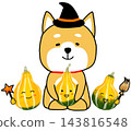 一隻柴犬戴著女巫帽慶祝萬聖節，手裡拿著南瓜，臉上帶著笑容。 143816548