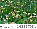 Immature Japanese evergreen oak acorns (autumn, October) 143817031
