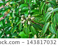 Immature Japanese evergreen oak acorns (autumn, October) 143817032