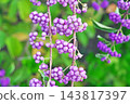 Faded purple berries of the Japanese beautyberry (autumn, October) 143817397