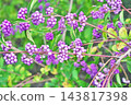 Faded purple berries of the Japanese beautyberry (autumn, October) 143817398