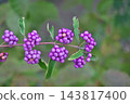 Purple berries of the Japanese beautyberry (Autumn, October) 143817400