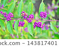 Purple berries of the Japanese beautyberry (Autumn, October) 143817401