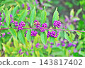 Purple berries of the Japanese beautyberry (Autumn, October) 143817402