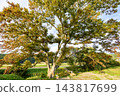 巨大的櫸樹開始變色：本莊路，秋田縣秋季里程碑 143817699