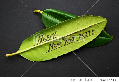 塔拉約(Ilex latifolia)——一種葉子背面可以寫字的樹——「明信片」一詞的由來——郵局之樹 塔拉約(Ilex latifolia)——一種葉子背面可以寫字的樹——「明信片」一詞的由來——郵局之樹 143817745