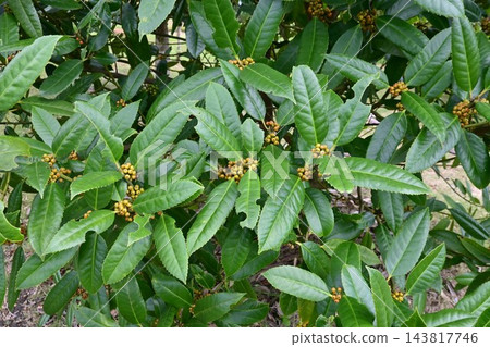 塔拉約(Ilex latifolia)——一種葉子背面可以寫字的樹——「明信片」一詞的由來——郵局之樹 塔拉約(Ilex latifolia)——一種葉子背面可以寫字的樹——「明信片」一詞的由來——郵局之樹 143817746
