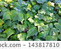 Lively leaves 143817810