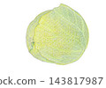 cabbage  143817987