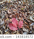 Tokuwa Valley, Hiking, Autumn, Autumn Leaves 143818572