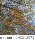 Tokuwa Valley, Hiking, Autumn, Autumn Leaves 143818573