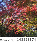 Tokuwa Valley, Hiking, Autumn, Autumn Leaves 143818574