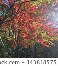 Tokuwa Valley, Hiking, Autumn, Autumn Leaves 143818575