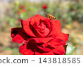 Honeybees collecting nectar from red roses 143818585