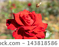 Honeybees collecting nectar from red roses 143818586