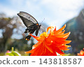 A Nagasaki swallowtail butterfly sipping nectar from a dahlia flower. 143818587