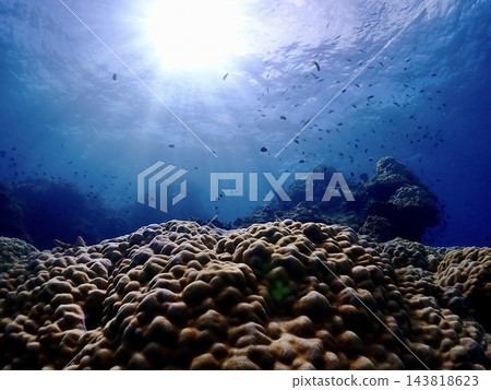 陽光、蔚藍的海、珊瑚和魚 143818623