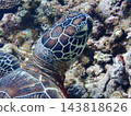 綠海龜的臉 143818626