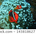 一對小丑魚和海葵 143818627