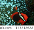 一對小丑魚和海葵 143818628