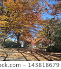 Park: Shingen-zutsumi Park - Autumn Leaves 143818679
