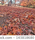 Park: Shingen-zutsumi Park - Autumn Leaves 143818680