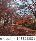 Park: Shingen-zutsumi Park - Autumn Leaves 143818681