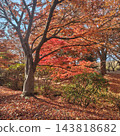 Park: Shingen-zutsumi Park - Autumn Leaves 143818682