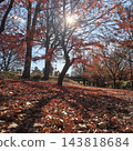Park: Shingen-zutsumi Park - Autumn Leaves 143818684