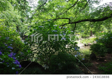 惠靈寺花園裡的池塘和繡球花 惠靈寺花園裡的池塘和繡球花 143818698