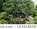 惠靈寺花園裡的松樹 143818699