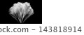 White Cloud Plume Fanning Upward From a Narrow Point With Streaky Rays, Black and White Smoke Burst Overlay PNG, isolated on transparent background 143818914