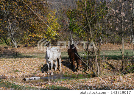 White and Brown Horses Standing Near Small Stream in Autumn Forest White and Brown Horses Standing Near Small Stream in Autumn Forest 143819017
