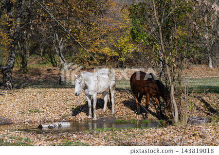 White and Brown Horses Standing Near Small Stream in Autumn Forest 143819018