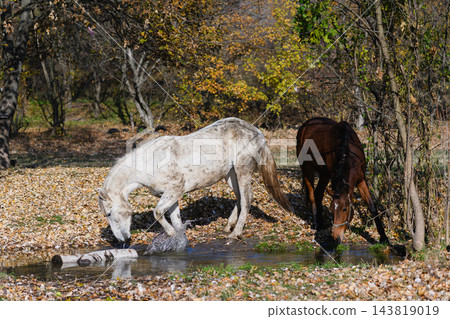 White and Brown Horses Drinking Water From Small Stream in Autumn Forest 143819019