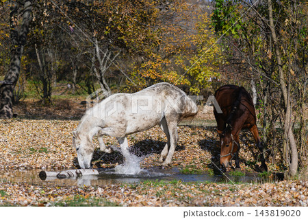 White and Brown Horses Drinking Water From Small Stream in Autumn Forest White and Brown Horses Drinking Water From Small Stream in Autumn Forest 143819020