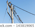 一群鴿子棲息在電線上 143819065