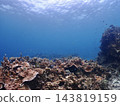 珊瑚礁和藍色的大海和魚類 143819159