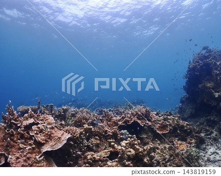 珊瑚礁和藍色的大海和魚類 143819159