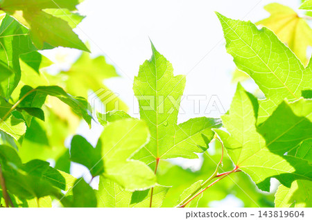 maple leaf, maple leaves or yellow leaf or Acer saccharum Marsh maple leaf, maple leaves or yellow leaf or Acer saccharum Marsh 143819604