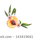 Watercolor composition of a peach half with delicate blossoms and leafy branches, natural botanical fruit illustration for food packaging, cards and summer designs 143819681