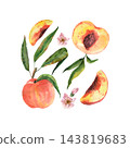 Square watercolor composition of peaches, leafy branches and delicate blossoms, botanical fruit illustration for packaging, greeting cards and summer designs 143819683
