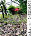 A single spider lily and a torii gate 143819804