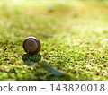十月，橡子靜靜地躺在樹林中生長的苔蘚上。 143820018