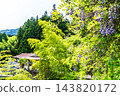 【傳統建築群重要保護區】落合，東祖屋山村：初夏景色－紫藤花與鐵皮屋頂房屋，德島縣三好市 143820172
